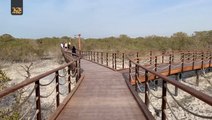 Nature trail in the capital: Inside Jubail Mangrove Park