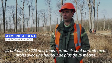 Des chênes bicentenaires pour la flèche de Notre-Dame