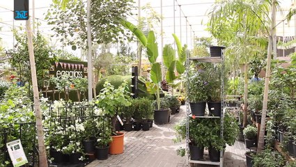 Inside Dubai Garden Centre