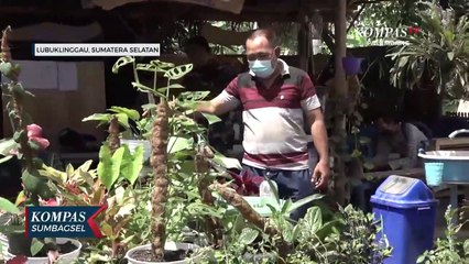 Hamparan Tanaman Obat Dipekarangan Rumah