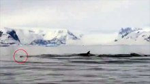 Turistas foram surpreendidos por um pinguim que saltou para o barco quando fugia de um grupo de orcas
