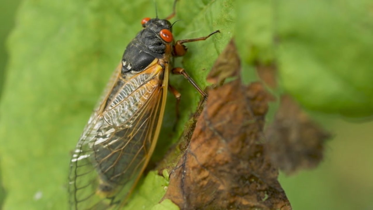 Cicada-Palooza coming this spring