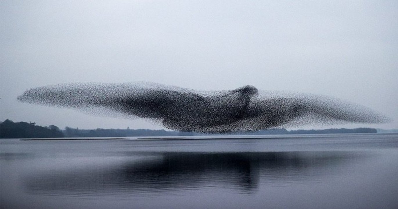 Au cours d'une murmuration digne d'une chorégraphie, ces étourneaux semblent reproduire un oiseau géant