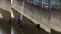 - Rize'de dereye düşen köpeği itfaiye ekipleri kurtardı