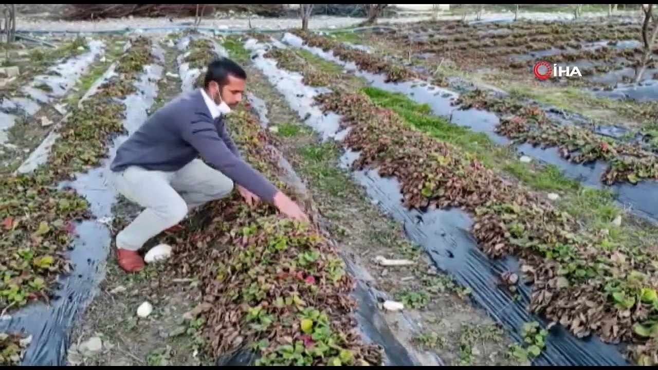 Batman’da Çilek Bahçelerinde Budama ve Temizleme Çalışmaları Başladı