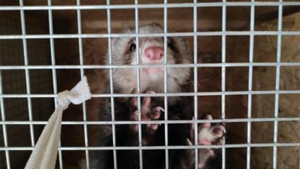 Ankara'da bir eve yapılan baskında, internet ortamında satılması yasak olan 51 feret tespit edildi