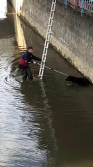 - Rize'de dereye düşen köpeği itfaiye ekipleri kurtardı