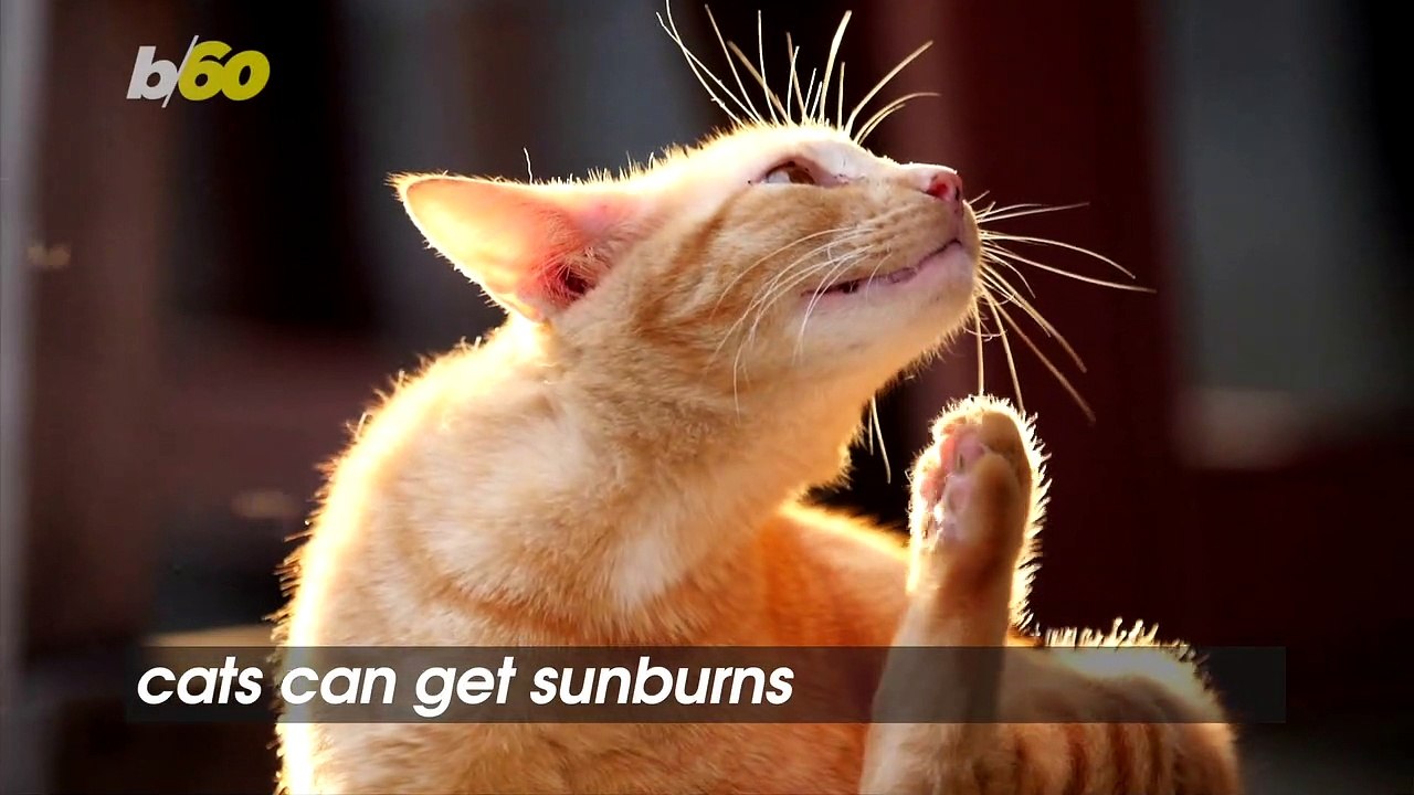 Cats Can Get Sunburns and Have Other Skin Issues Just Like Humans Do