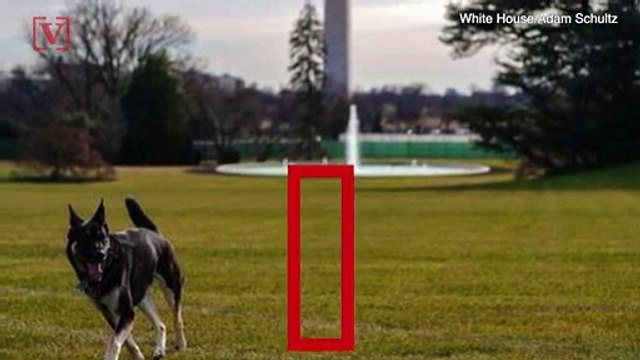 Bad Dog! Bidens' Dogs Sent Back to Delaware For Rough Behavior