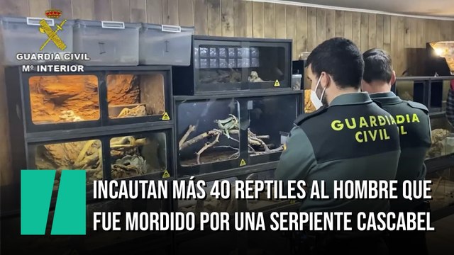 Incautan más de 40 reptiles peligrosos al hombre que fue mordido por una serpiente de cascabel en Toledo