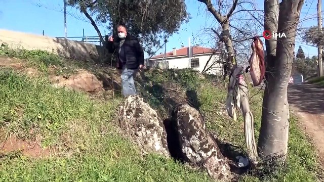 Çocuğu Olmayanlar Kayanın Etrafında Dönüp Çıkan Böceği Yutuyor