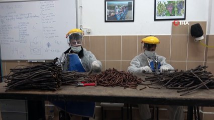 Tokat Bağ Yaprağı Fidanı Taleplerine Yetişmeye Çalışıyorlar