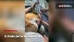 Questa volpe stava per morire abbandonata nella foresta: la sua nuova famiglia le ha salvato la vita