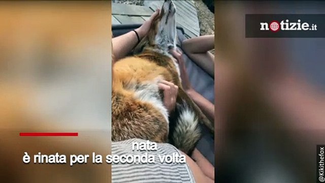 Questa volpe stava per morire abbandonata nella foresta: la sua nuova famiglia le ha salvato la vita