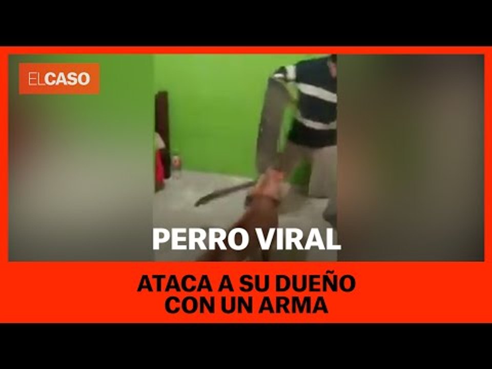 Un perro ataca a su dueño con una arma