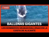 BALLENAS GIGANTES - Aparecen tres ballenas de 27 metros cerca de la costa