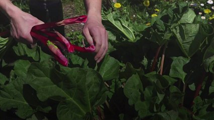 Can You Freeze Rhubarb?