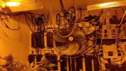 Hint keneviri yetiştirilen terasa operasyon