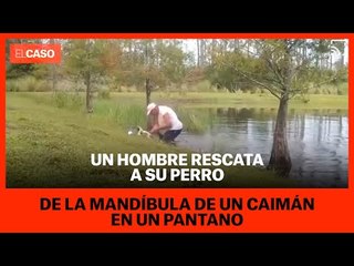 Un hombre rescata a su perro de la mandíbula de un caimán en un pantano