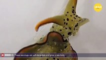 These sea slugs can self decapitate and grow a new body