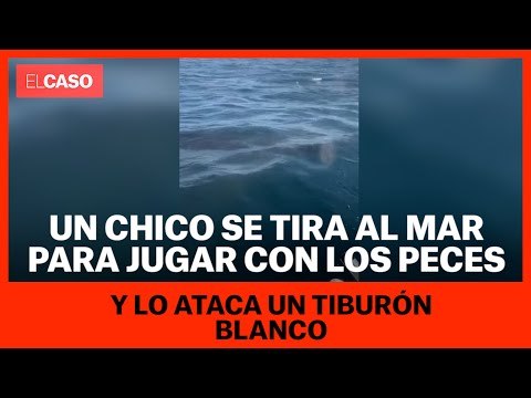 Un chico se tira al mar para jugar con los peces y lo ataca un tiburón blanco