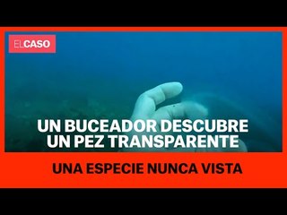 Un buceador descubre una espcie de pez transparente nunca vista
