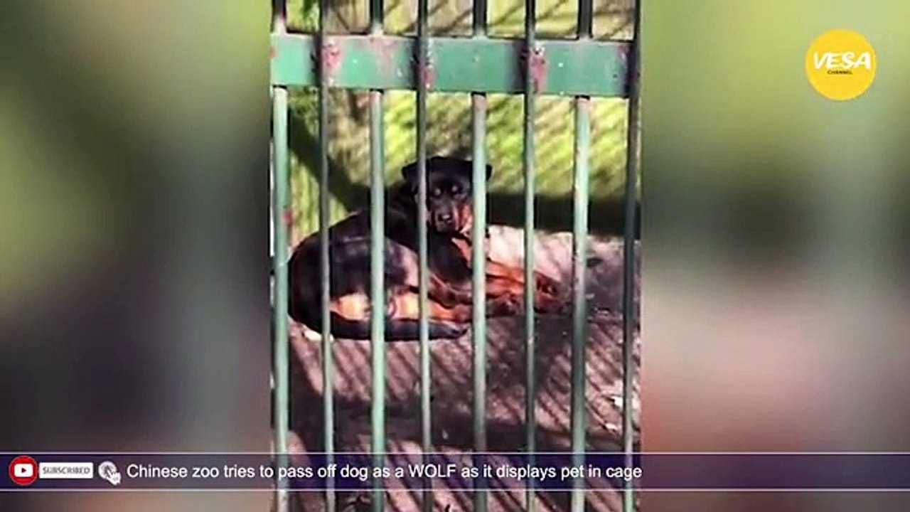 Chinese zoo tries to pass off dog as a WOLF as it displays pet in cage