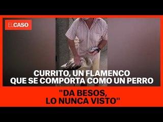 Currito, un flamenco que se comporta como un perro