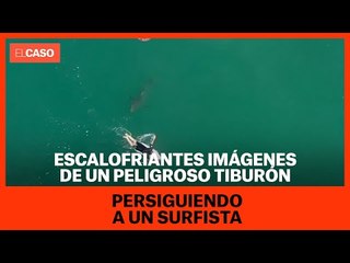 Escalofriantes imágenes de un peligroso tiburón persiguiendo a un surfista
