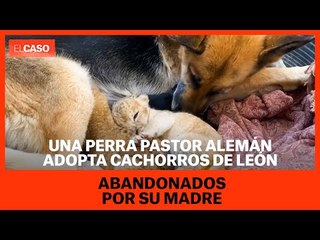 Una perra pastor alemán adopta cachorros de león abandonados por su madre