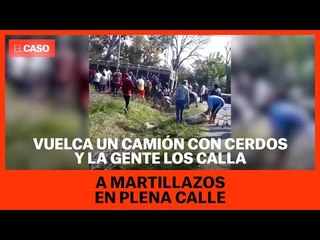Vuelca un camión con cerdos y la gente los calla a martillazos en plena calle
