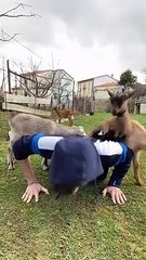 Baby Goats Help Out with Workout Routine