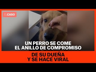Un perro se come el anillo de compromiso de su dueña y se hace viral