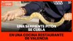 Una serpiente pitón se cuela en una cocina restaurante de Valencia