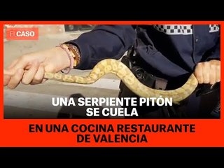 Una serpiente pitón se cuela en una cocina restaurante de Valencia