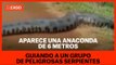 Aparece una anaconda de 6 metros guiando a un grupo de peligrosas serpientes