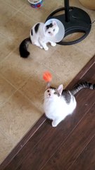 Ball Bounces into Cat Cone