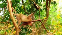 Aron climbs to the tree and catching Anissa and and screaming to Anna for go down