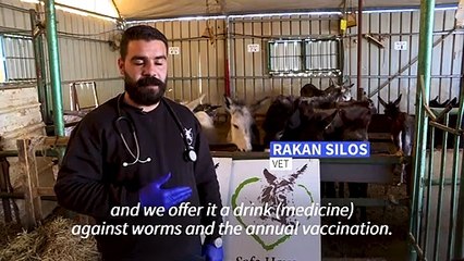 Palestinian vet Rakan Silos takes care of unwanted donkeys