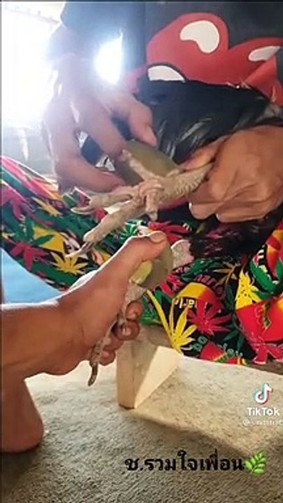 tahid ng manok
