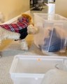 Dog Tries to Play With Cat Sitting Inside Transparent Plastic Box