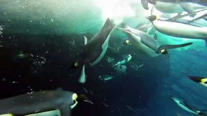 Australian scientists work to measure krill numbers