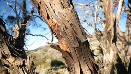 Warming climate suspected to be behind dying trees