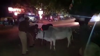 दुर्घटनाओं पर अंकुश लगाने हेतु यातायात पुलिस ने घुमन्तु जानवरों को लगायी गयी रिफ्लेक्टर पट्टियाँ