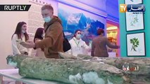 روسيا: العثور على أنياب ماموث عمرها 40 ألف عام في سيبيريا