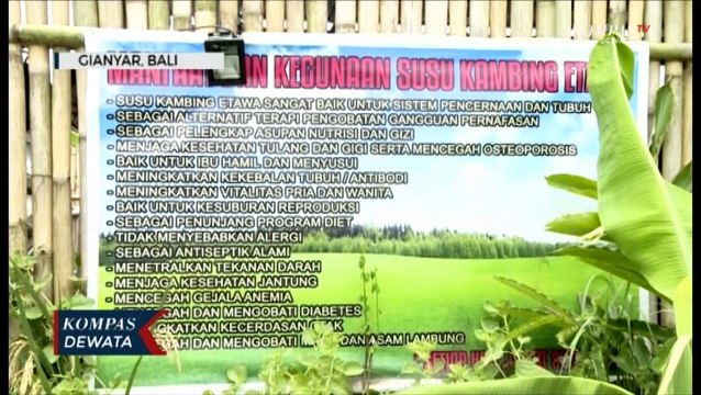 Dampak Pandemi, Pelaku Pariwisata Beralih Menjadi Peternak Susu Kambing Etawa