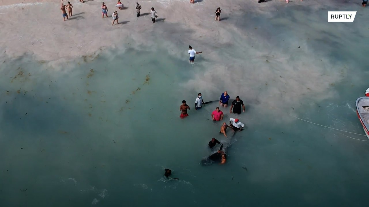 Stranded whale rescued close to Dominican Republic beach