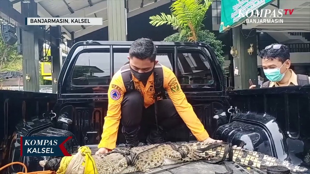 Semakin Buas, Seekor Buaya Peliharaan Warga Dievakuasi Tim Animal Rescue Banjarmasin