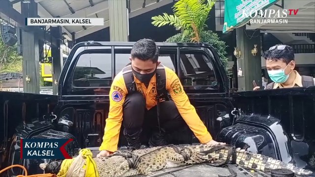 Semakin Buas, Seekor Buaya Peliharaan Warga Dievakuasi Tim Animal Rescue Banjarmasin