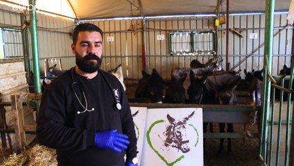 شاهد: "ملجأ" مجاني لعلاج الدواب وإيواء الحمير الضالة في الضفة الغربية المحتلة